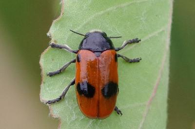 <i>Clytra laeviuscula</i>