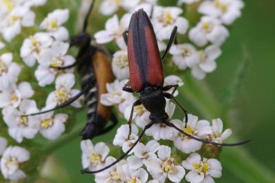 <i>Stenurella melanura</i>
