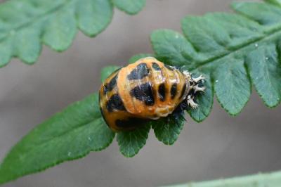 <i>Harmonia axyridis</i>