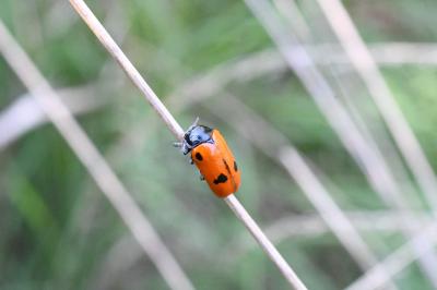 <i>Clytra laeviuscula</i>