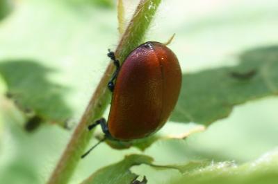 <i>Chrysomela populi</i>