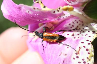 <i>Stenurella melanura</i>