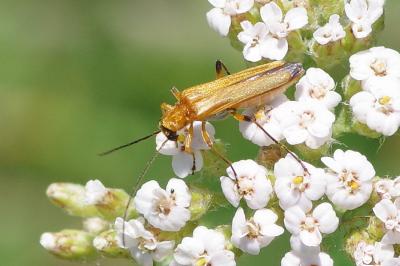 <i>Oedemera podagrariae</i>