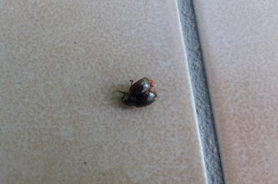 <i>Chrysolina americana</i>