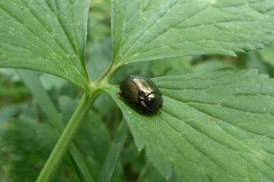 <i>Chrysolina bankii</i>