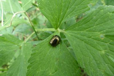 <i>Chrysolina bankii</i>