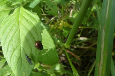 <i>Chrysolina polita</i>