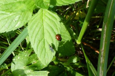 <i>Chrysolina polita</i>