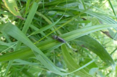 <i>Paraphotistus nigricornis</i>