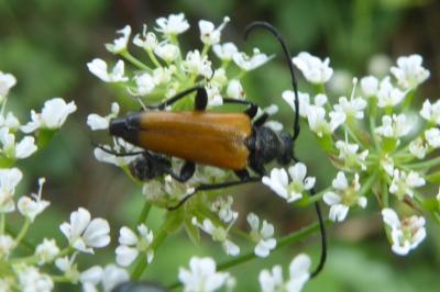 <i>Stictoleptura fulva</i>