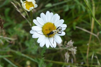 <i>Rutpela maculata</i>