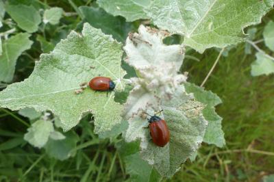 <i>Chrysomela populi</i>
