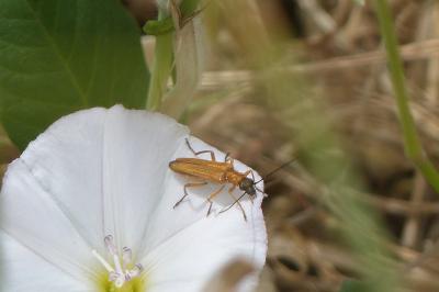 <i>Oedemera podagrariae</i>