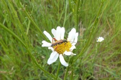 <i>Stenopterus rufus</i>