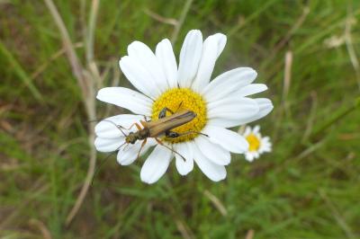 <i>Oedemera podagrariae</i>