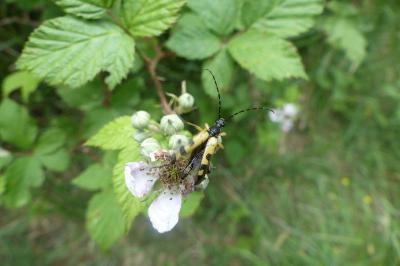 <i>Rutpela maculata</i>
