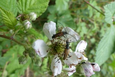 <i>Stenurella melanura</i>