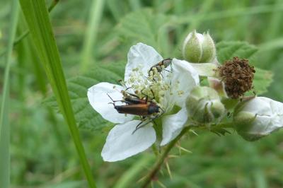 <i>Stenurella melanura</i>