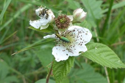 <i>Chrysanthia viridissima</i>