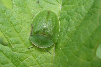 <i>Cassida viridis</i>