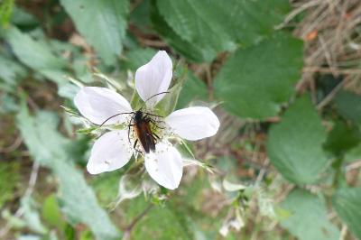 <i>Stenurella melanura</i>
