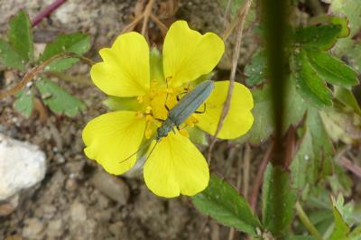 <i>Oedemera</i>