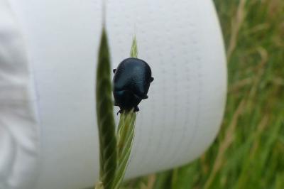 <i>Chrysolina fuliginosa</i>