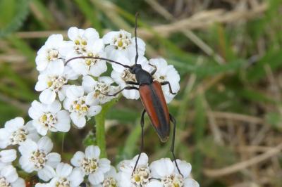 <i>Stenurella melanura</i>