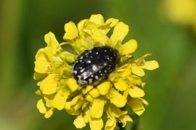 <i>Oxythyrea funesta</i>