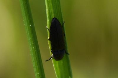 <i>Cidnopus pilosus</i>