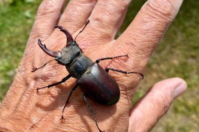 <i>Lucanus cervus</i>