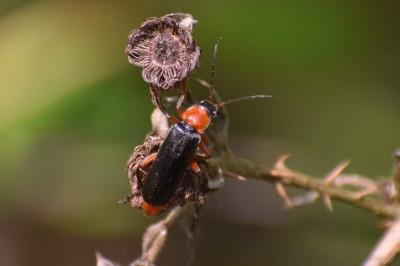 <i>Cantharis pellucida</i>