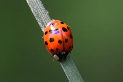 <i>Harmonia axyridis</i>