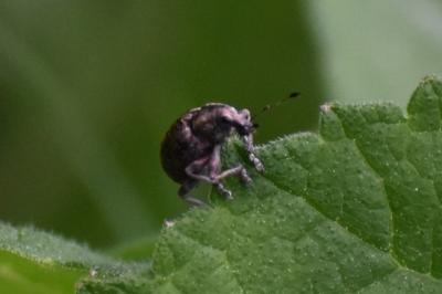 <i>Liophloeus tessulatus</i>