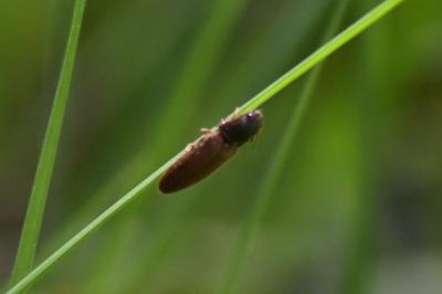<i>Athous haemorrhoidalis</i>