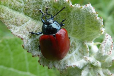<i>Chrysomela populi</i>