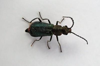 <i>Malachius bipustulatus</i>