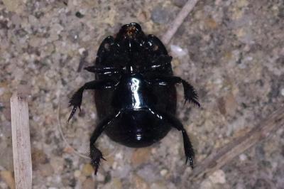 <i>Hister quadrimaculatus</i>