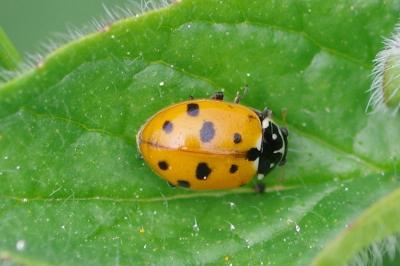 <i>Hippodamia variegata</i>