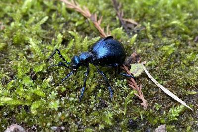 <i>Meloe violaceus</i>