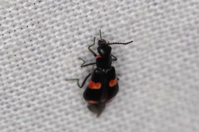 <i>Anthocomus fasciatus</i>