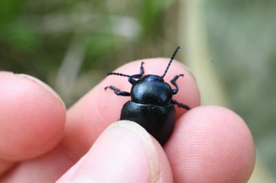 <i>Timarcha goettingensis</i>