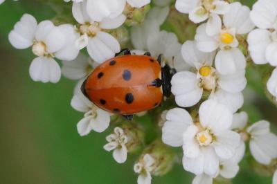 <i>Hippodamia variegata</i>