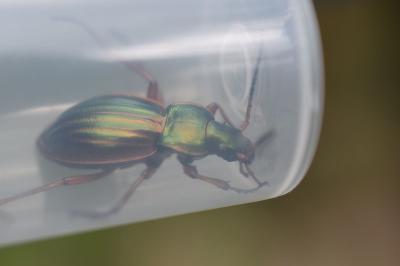 <i>Carabus auratus</i>