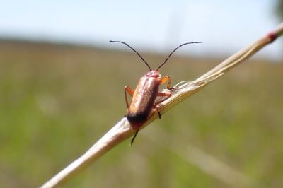 <i>Rhagonycha fulva</i>