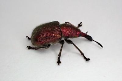 <i>Rhynchites auratus</i>