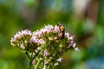 <i>Rutpela maculata</i>