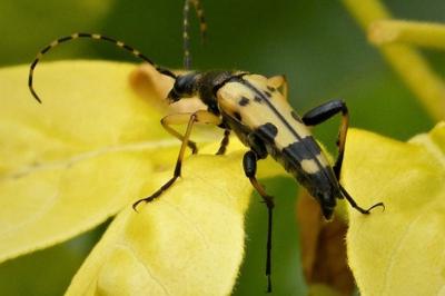 <i>Rutpela maculata</i>