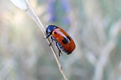 <i>Clytra laeviuscula</i>