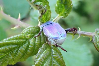 <i>Hoplia coerulea</i>